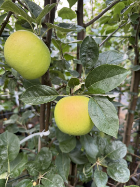 Apfel „Simirenko“