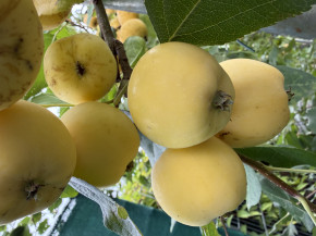 Uralskoe nalivnoe (Malus domestica x Malus prunifolia)