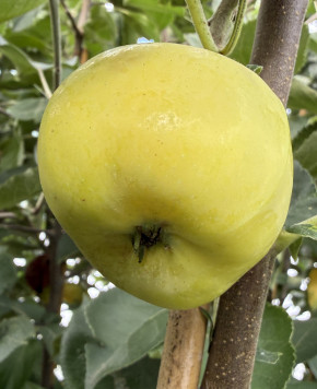 Apfelbaum Jantar (Malus domestica)
