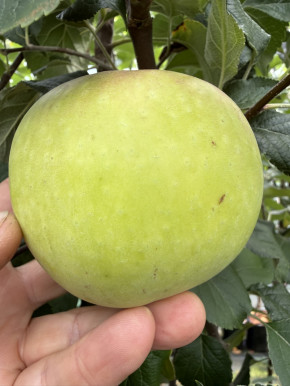 Apfelbaum Grushovka Almatinskaja   (Malus domestica)