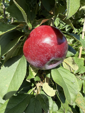 Säulenapfel Moskowskoe Ogerelje 180/200 cm (Malus domestica)