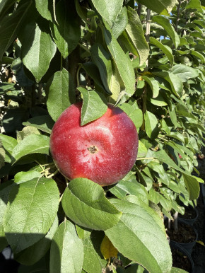 Säulenapfel Moskowskoe Ogerelje 180/200 cm (Malus domestica)