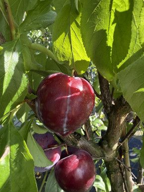Japanische Pflaume Black Splendor (Prunus salicina)