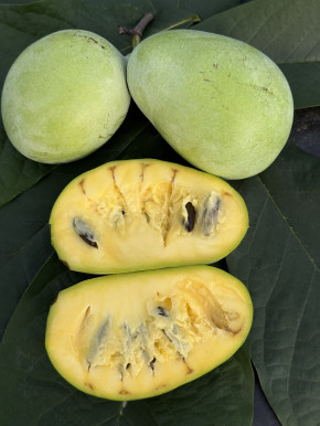 Азимина Оверлиз 80/100 см.(Asimina triloba)