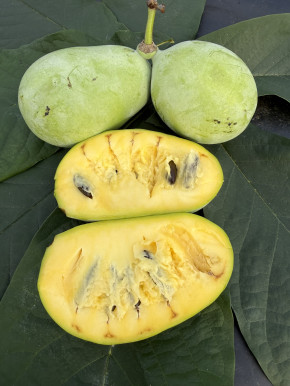 Indianerbanane 'Mango' 160/180 cm (Asimina triloba)