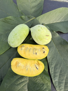 Азимина Сочи 11, 80/100 см. Индейский банан (Asimina triloba)