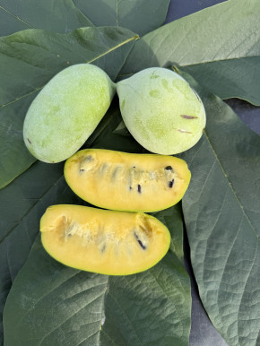 Азимина Сочи 11 пр.120/140 см.(Asimina triloba)