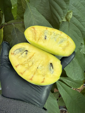 Asimina triloba Prima ca. 80/100 cm.  (Asimina triloba)