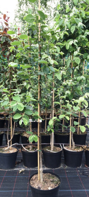 Duo Süßquitte, Ayva Shirin, Duo Quitte, 2 Sorten Süßquitte Ayva Shirin + Süßquitte Krymskaja Aromatnaja​​​​​​​