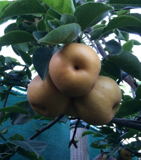 Ti Tu Pear