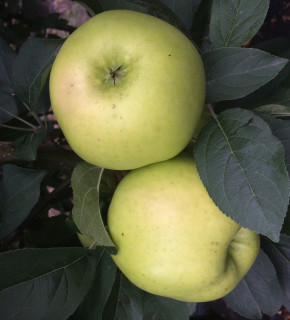 Apfel "Antonowka"