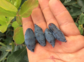 Gimolost Bakczarskaja Jubilejnaja