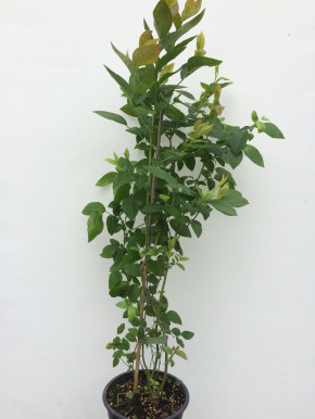 Голубика Бонус, Vaccinium corymbosum