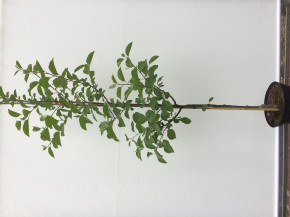 Apfelbaum Kaluzhanka  (Malus domestica Kalužanka) Яблоня Калужанка