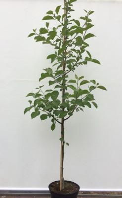 Apfelbaum Sinap Almaatinskiy (Malus domestica)