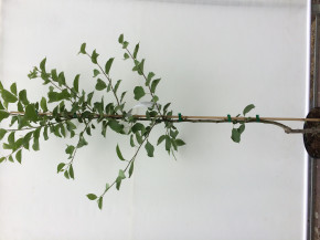 Двухсортовая Яблоня Китайка желтая + Китайка Красная