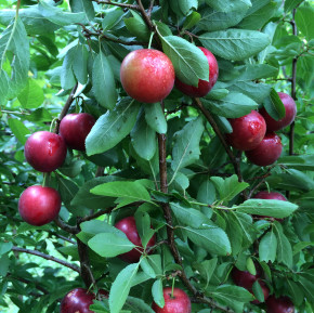 Türkische Pflaume Can Erik (Prunus cerasifera)