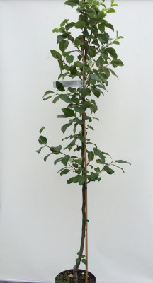 ЯБЛОНЯ ДОЧЬ МЕЛБЫ