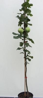 Яблоня Колоновидная Наталюшка 140/160 см (Malus domestica)