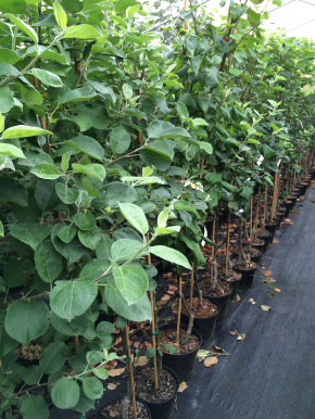 Яблоня Медуница (Malus domestica)