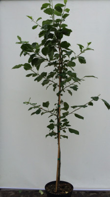 Sommerapfel „Roberts“