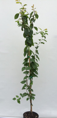 Türkische Pflaume Can Erik (Prunus cerasifera)