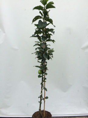 Säulenapfel Moskowskoe Ogerelje 180/200 cm (Malus domestica)