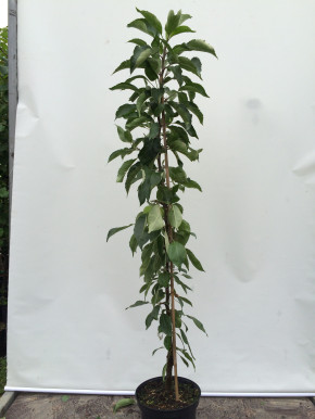 Яблоня Колоновидная Анюта 120 cm.(Malus domestica)