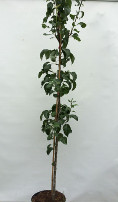 Duo-Birnenbaum Zwei Sorten - ein Baum. Birne Talgar Beauty + Nashi-Birne Nijisseiki