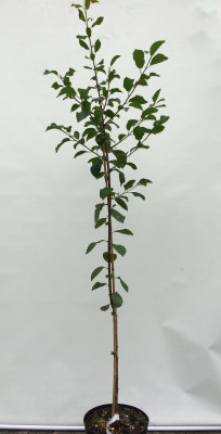 Japanische Pflaume Black Splendor (Prunus salicina)
