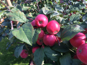 Яблоня Детское