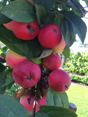 Яблоня Детское