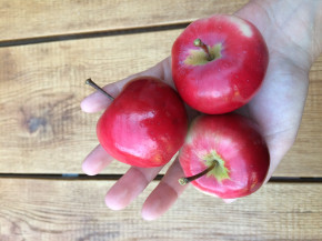 Яблоня Детское