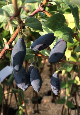 Gimolost  Gordost Bakczara