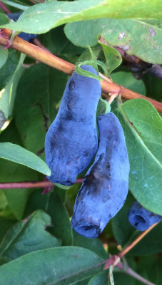 Gimolost Bakczarskaja Jubilejnaja