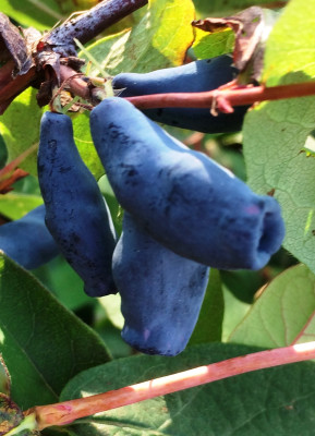 Gimolost Bakczarskij Velikan