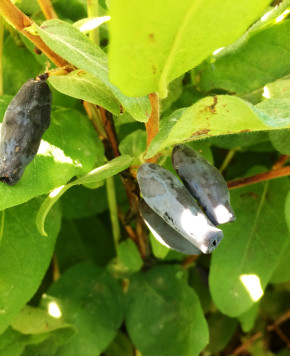 Gimolost  Gordost Bakczara