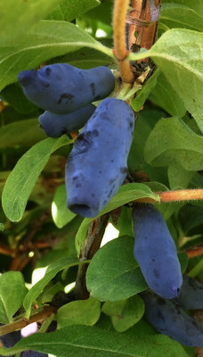 Жимолость Ленинградский Великан