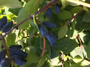 Gimolost Bakczarskaja Jubilejnaja