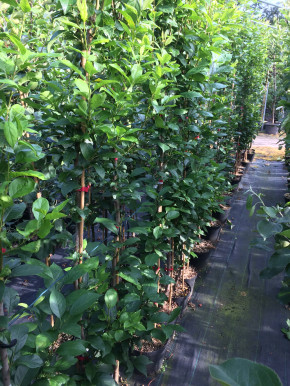 Japanische Pflaume Black Splendor (Prunus salicina)