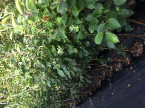 Sommerapfel „Roberts“