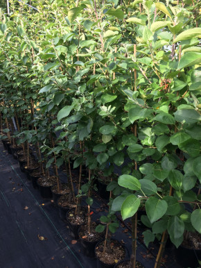 ЯБЛОНЯ ДОЧЬ МЕЛБЫ