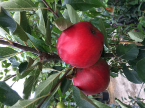 ЯБЛОНЯ „КАТЯ"