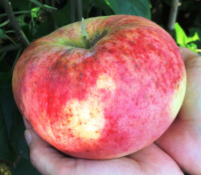Apfel Aport Almaaty (malus domestica) Алматинский Апорт