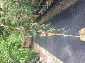 Säulen Kitaika Elina