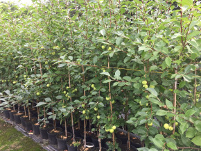 Уральская наливная