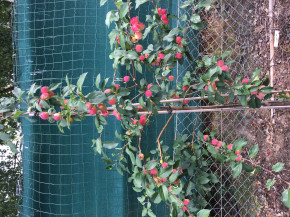 Kitaika Gruschowka Omskaj