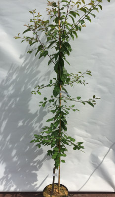 Турецкая слива Can Erik( Prunus cerasifera)