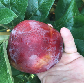 Sommerapfel „Roberts“