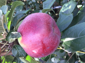 Яблоня Коваленковское